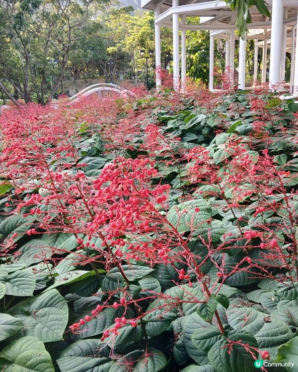 龍船花開燦爛