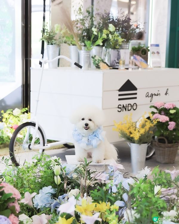法國花園式避暑勝地！🐶🌸✨