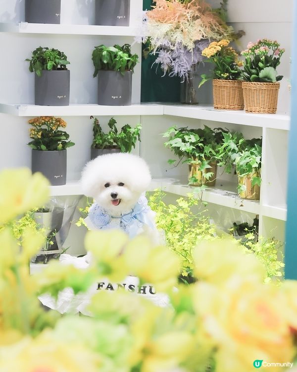 法國花園式避暑勝地！🐶🌸✨