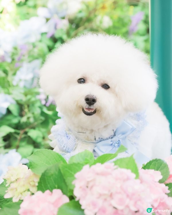 法國花園式避暑勝地！🐶🌸✨