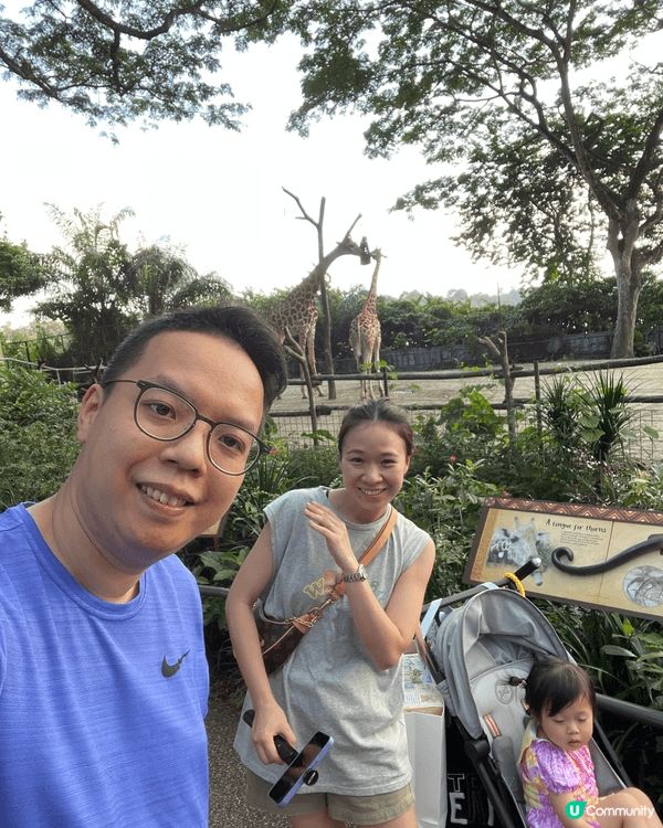 牽著女兒探索新加坡動物園，看她驚喜地望著紅毛猩猩自在盪過頭頂...