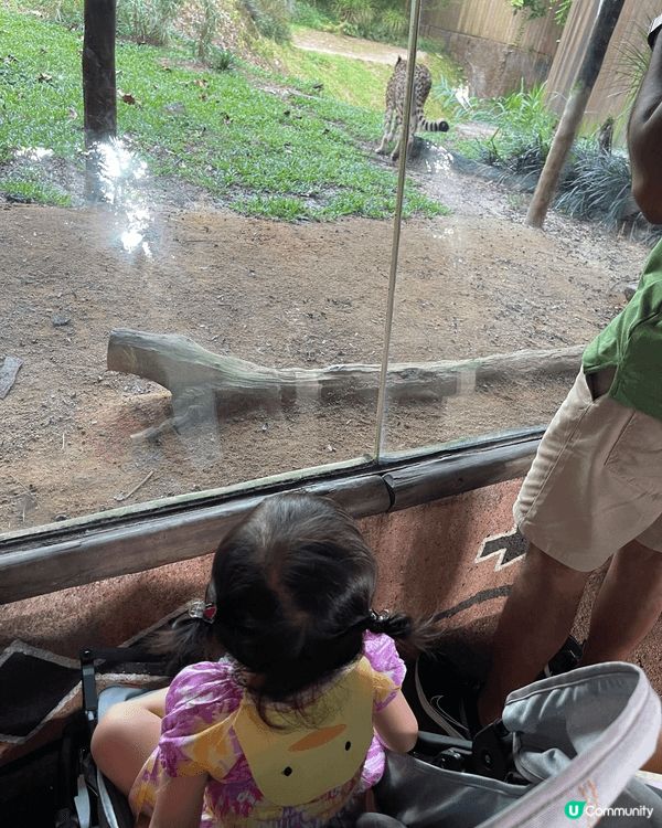 牽著女兒探索新加坡動物園，看她驚喜地望著紅毛猩猩自在盪過頭頂...