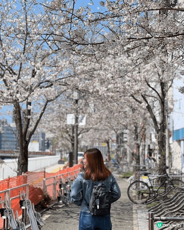 福岡4月周圍都係好靚嘅櫻花，普通街邊小路都係一個好好嘅打卡點...