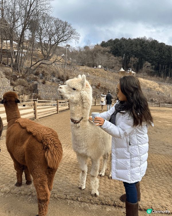 南韓首爾郊外的羊駝樂園，有很多可愛的羊駝，可以自由和他們交流...