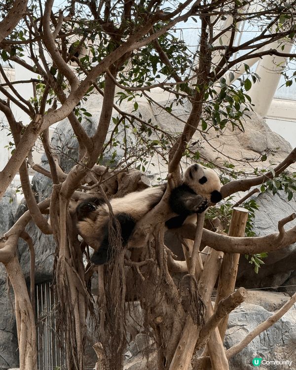 去海洋公園睇加加同得得勁Cute