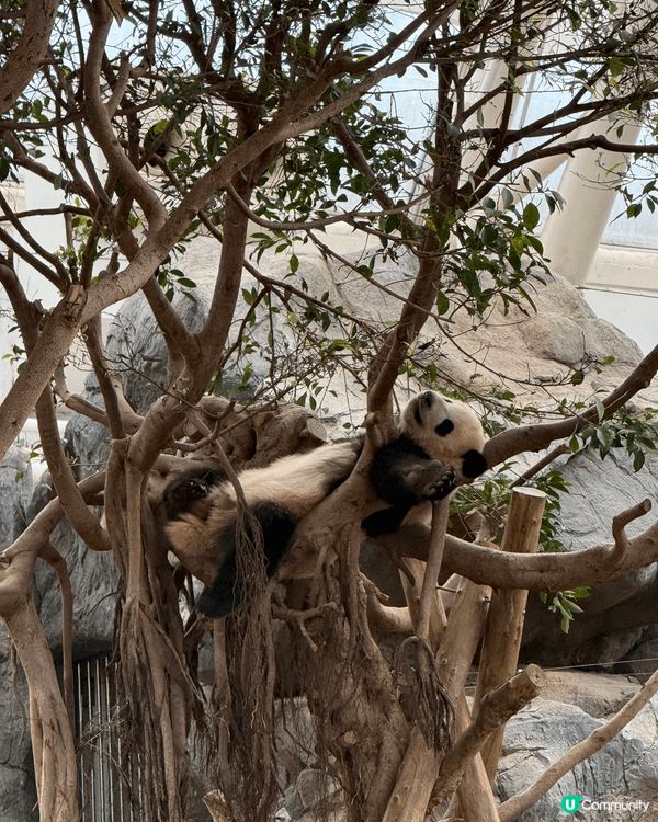 去海洋公園睇加加同得得勁Cute