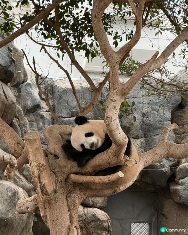 去海洋公園睇加加同得得勁Cute