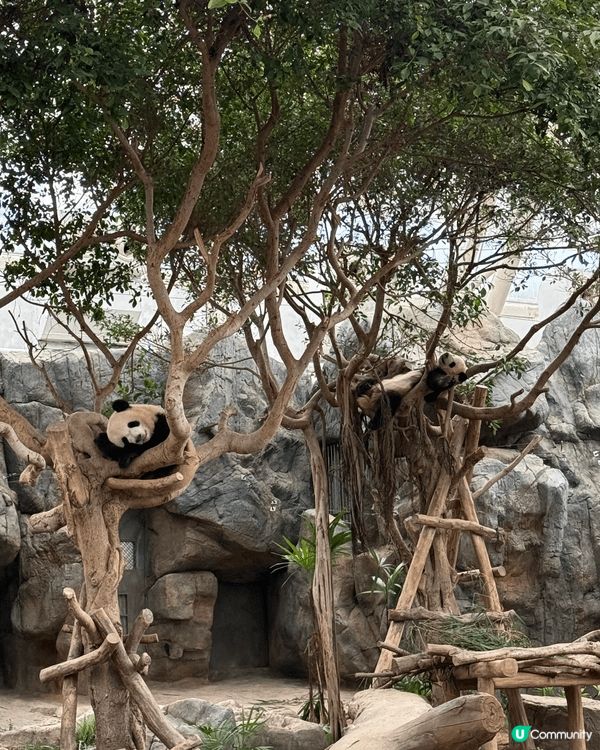 去海洋公園睇加加同得得勁Cute