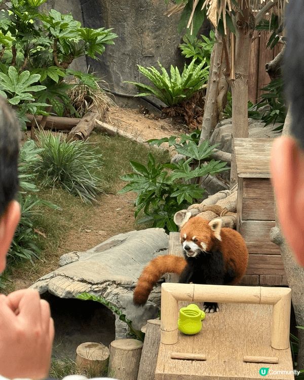 去海洋公園睇加加同得得勁Cute