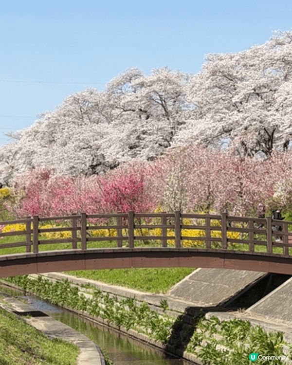 旅行打卡靚相推介大家去日本東北影櫻花，人少花又多，隨便影都係...
