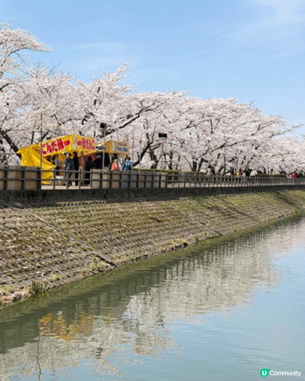 旅行打卡靚相推介大家去日本東北影櫻花，人少花又多，隨便影都係...