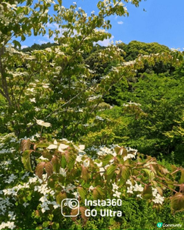 這是剛剛在四月份在福岡拍攝的相片，天氣10分好。影出來的花特...