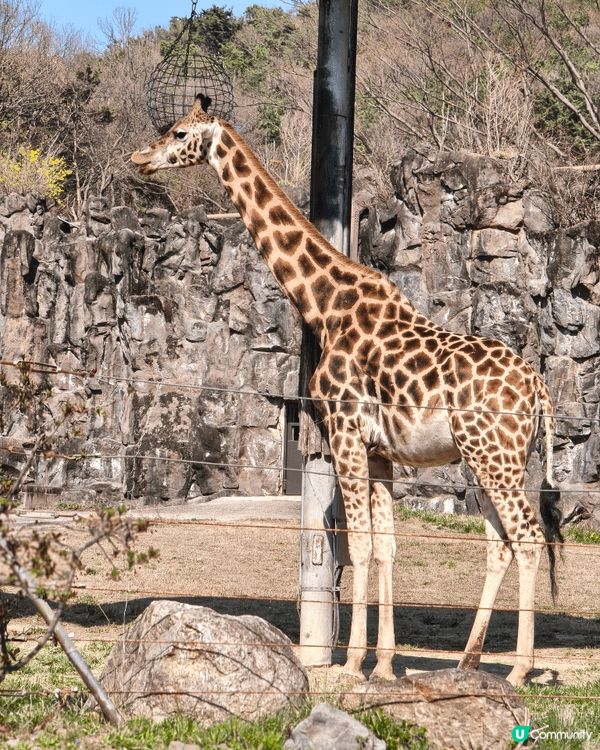 首爾大公園見到唔同嘅動物，每一種動物都有自己特別嘅形態同特色...