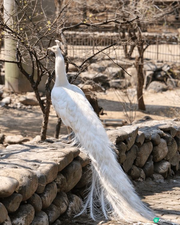 首爾大公園見到唔同嘅動物，每一種動物都有自己特別嘅形態同特色...