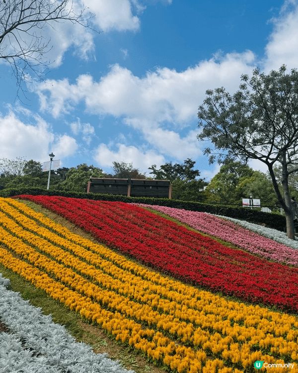 一次台北旅遊中發現有花現三層崎，花海田園超級美麗，吸引了不少...
