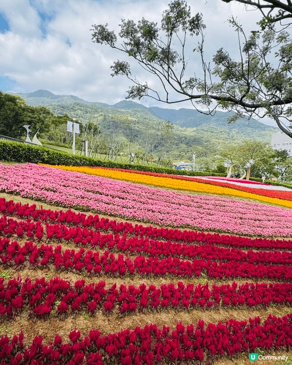 一次台北旅遊中發現有花現三層崎，花海田園超級美麗，吸引了不少...