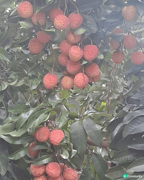 夏天可近近地到广州玩番兩三日，日頭去採荔，枝，晚上去睇月亮橋...