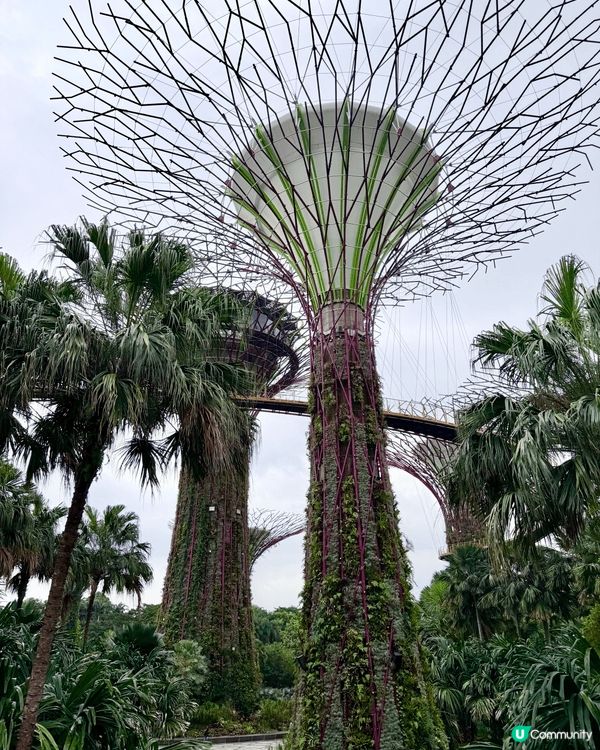 我在新加坡拍攝的圖片，展現了「花園城市」中綠意與日常生活的無...
