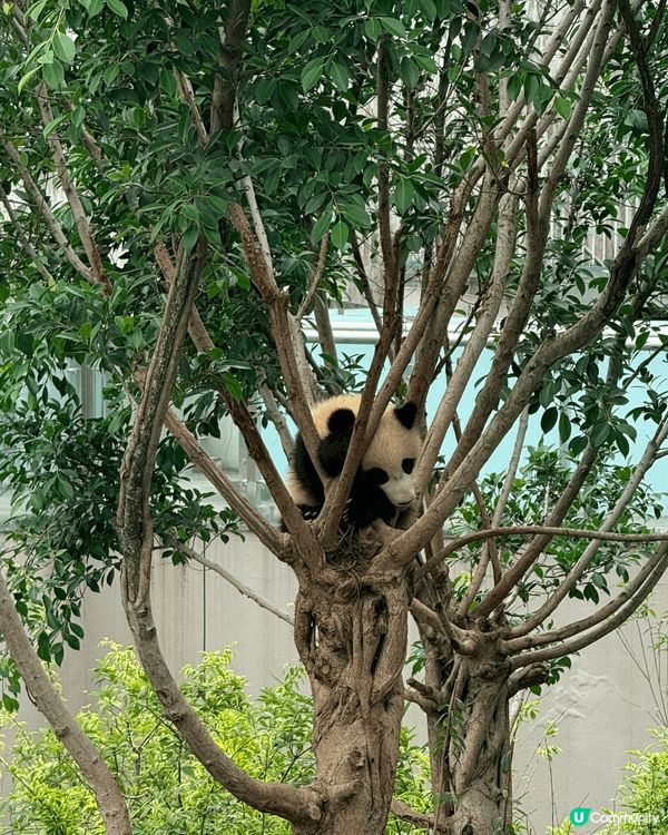 成都九寨溝，風景美如畫，人間仙境，一生人值得去一次，熊貓更讓...