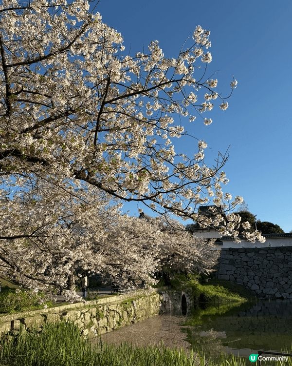 福岡係日本九州嘅核心城市，交通極之便利，每年春季嘅櫻花季絕對...