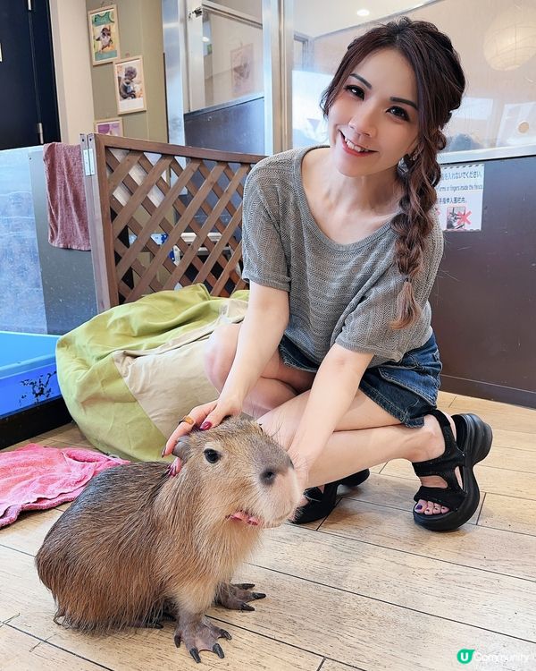 超開心！水豚好得意！🥰