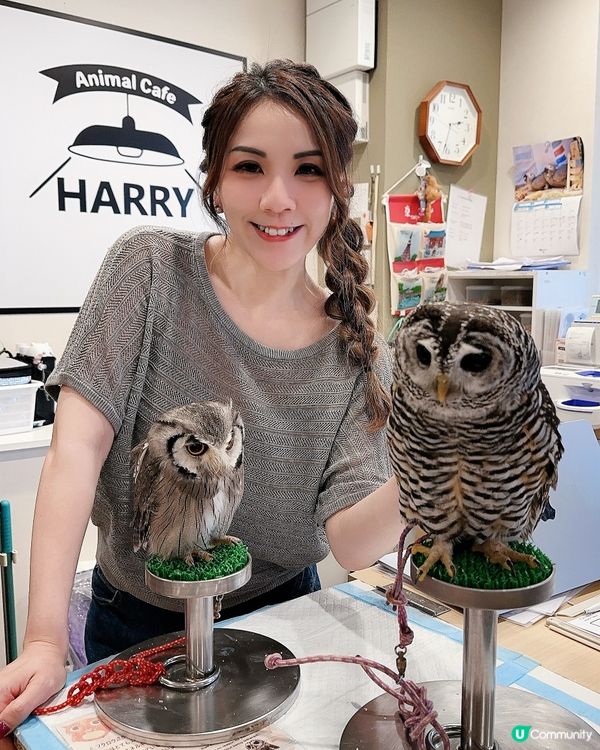 與貓頭鷹🦉一聚