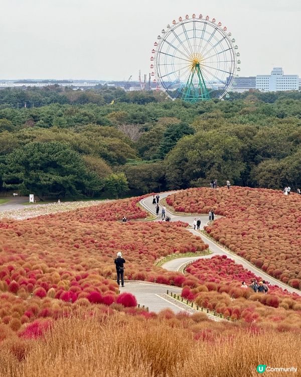 東京近郊睇波波草🤫