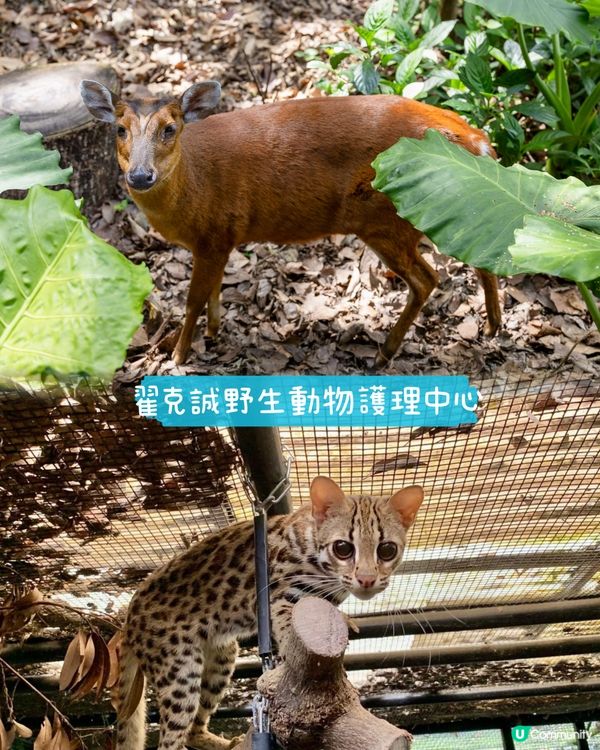 暑假去邊好？嘉道理農場生態營，親子學嘢又有樂！ 🐒🌿
