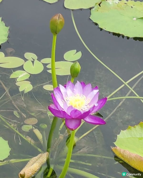 6月荷花盛開