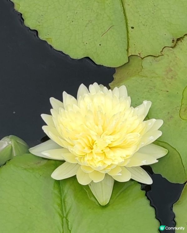 6月荷花盛開