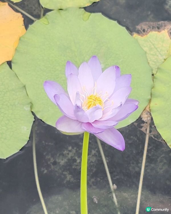 6月荷花盛開