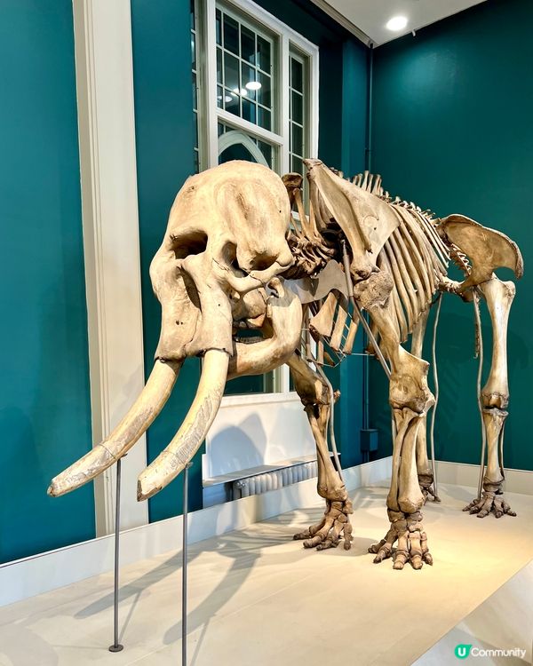 『英國』🏛️曼徹斯特博物館｜必睇恐龍化石與瀕危青蛙🦖🐸🦎