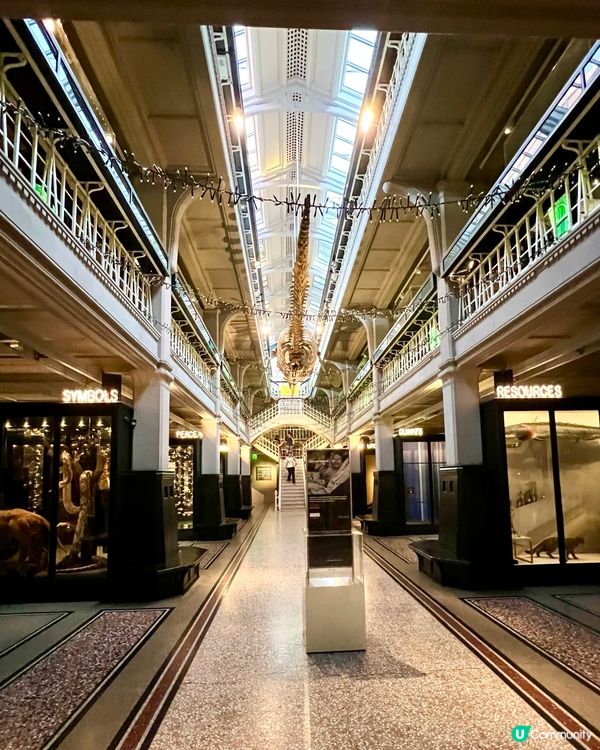 『英國』🏛️曼徹斯特博物館｜必睇恐龍化石與瀕危青蛙🦖🐸🦎