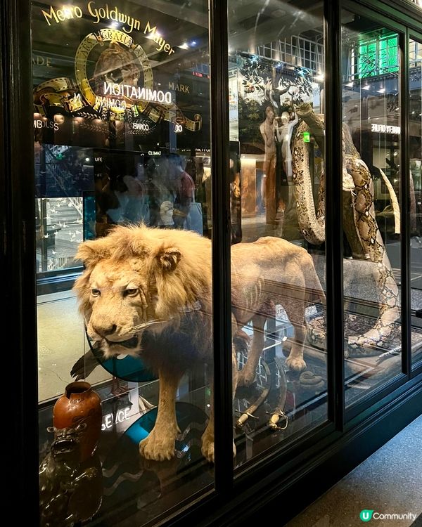 『英國』🏛️曼徹斯特博物館｜必睇恐龍化石與瀕危青蛙🦖🐸🦎
