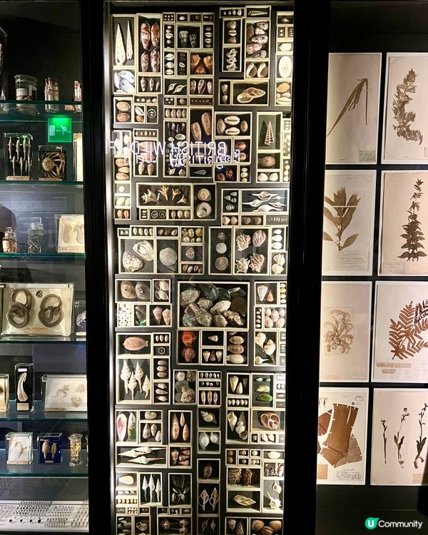 『英國』🏛️曼徹斯特博物館｜必睇恐龍化石與瀕危青蛙🦖🐸🦎