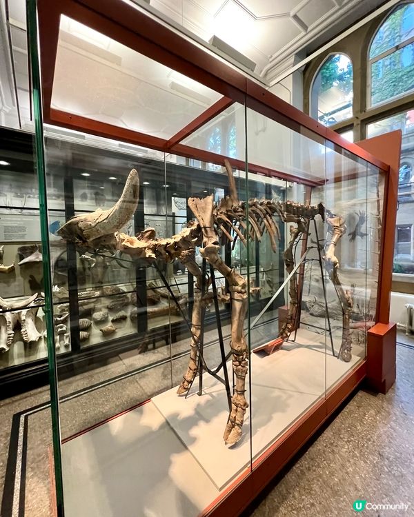 『英國』🏛️曼徹斯特博物館｜必睇恐龍化石與瀕危青蛙🦖🐸🦎
