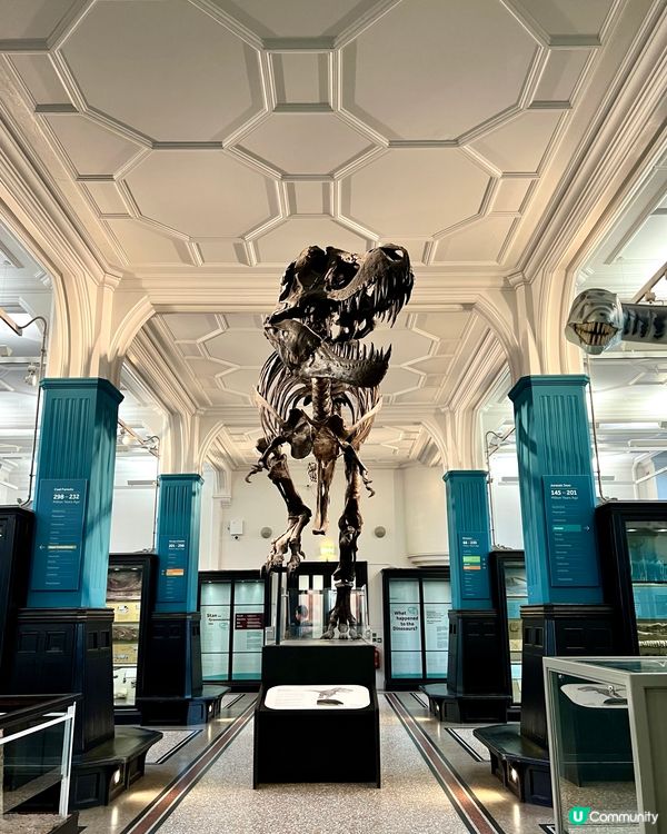 『英國』🏛️曼徹斯特博物館｜必睇恐龍化石與瀕危青蛙🦖🐸🦎