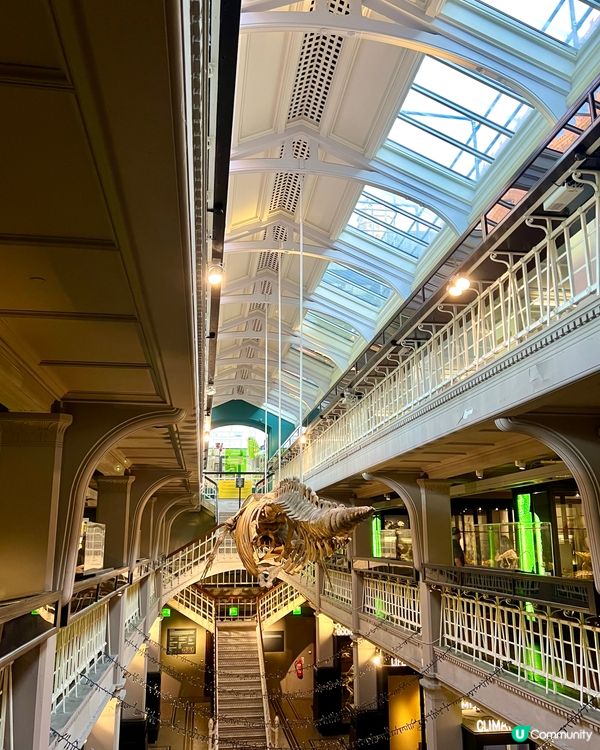 『英國』🏛️曼徹斯特博物館｜必睇恐龍化石與瀕危青蛙🦖🐸🦎