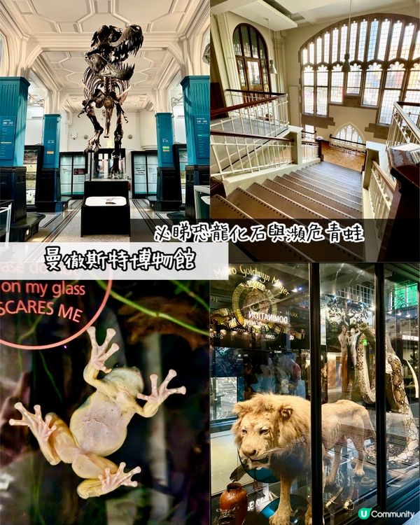『英國』🏛️曼徹斯特博物館｜必睇恐龍化石與瀕危青蛙🦖🐸🦎