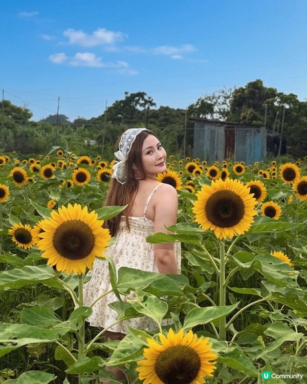 向日葵靚到癲！🌻🌻🌻
