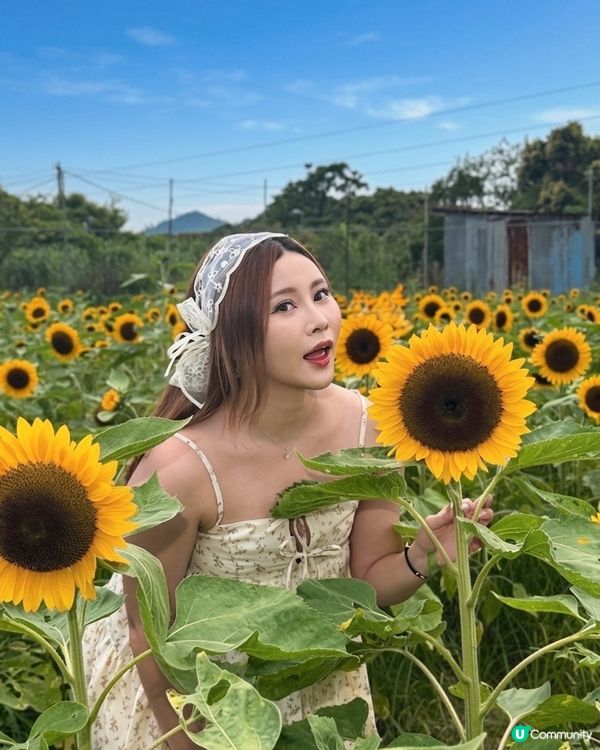 向日葵靚到癲！🌻🌻🌻