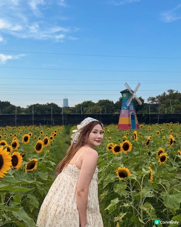 向日葵靚到癲！🌻🌻🌻