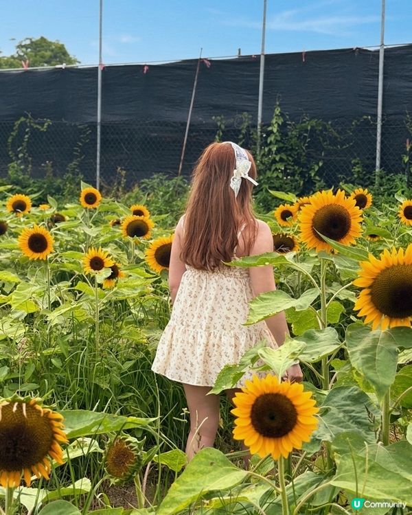 向日葵靚到癲！🌻🌻🌻