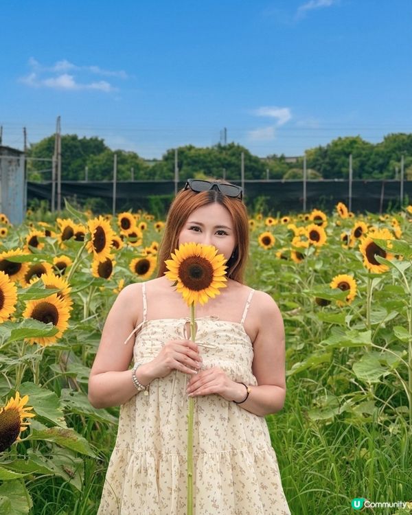 向日葵靚到癲！🌻🌻🌻