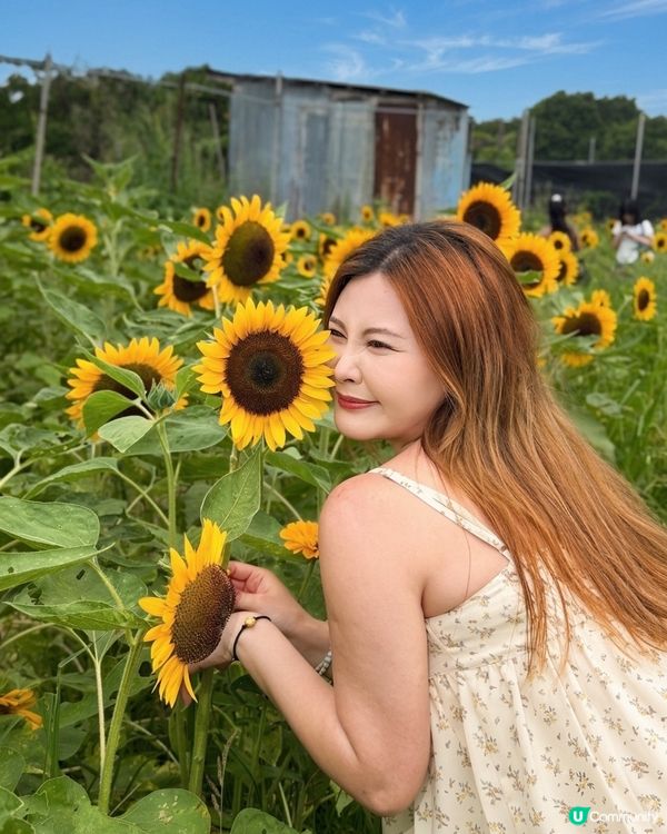 向日葵靚到癲！🌻🌻🌻