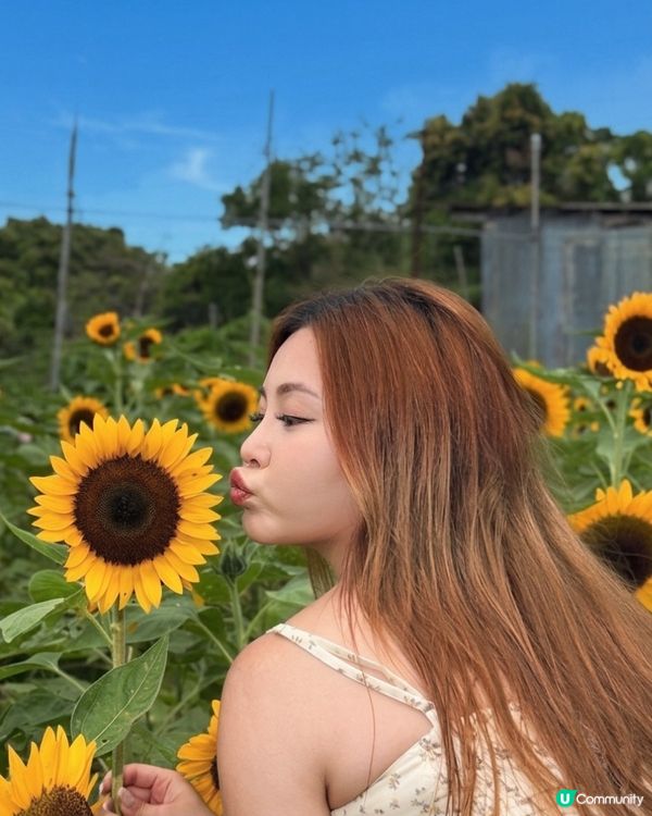 向日葵靚到癲！🌻🌻🌻