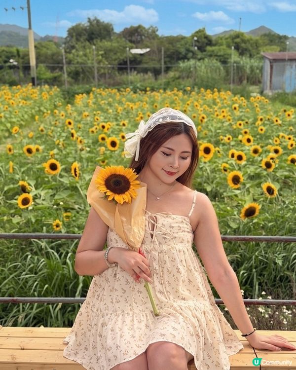 向日葵靚到癲！🌻🌻🌻