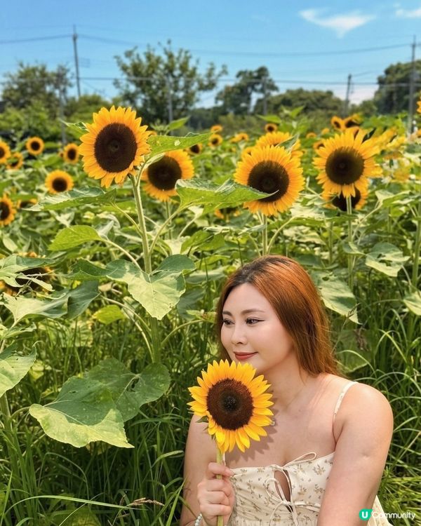 向日葵靚到癲！🌻🌻🌻