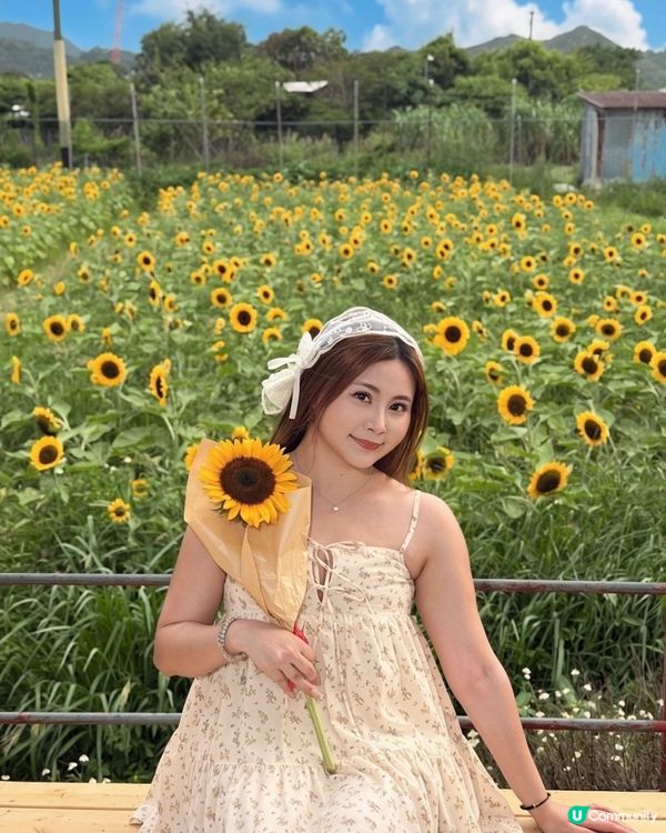 向日葵靚到癲！🌻🌻🌻
