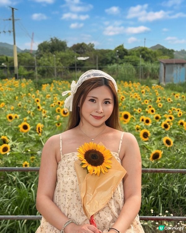 向日葵靚到癲！🌻🌻🌻